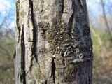 Phaeophyscia pusilloides image