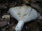 Lactarius glaucescens image