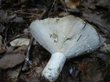 Lactarius glaucescens image