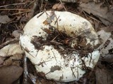 Lactarius glaucescens image