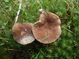 Lactarius lignyotus image
