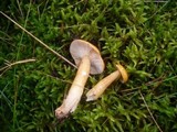 Lactarius aurantiacus image