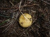 Lactarius repraesentaneus image