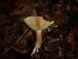Lactarius romagnesii image