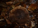 Lactarius romagnesii image