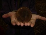 Lactarius romagnesii image