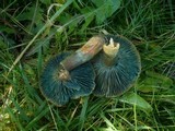 Lactarius semisanguifluus image