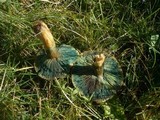 Lactarius semisanguifluus image
