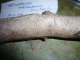 Vuilleminia macrospora image