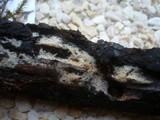 Lagarobasidium detriticum image