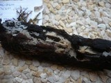 Lagarobasidium detriticum image