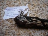 Lagarobasidium detriticum image