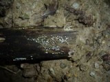 Lasiosphaeria ovina image
