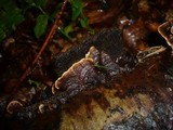 Laxitextum bicolor image