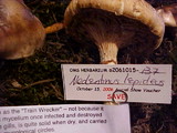 Neolentinus lepideus image