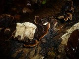 Laxitextum bicolor image