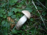 Leccinum duriusculum image