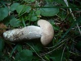 Leccinum duriusculum image
