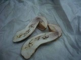 Leccinum duriusculum image