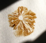 Bolbitius viscosus image