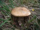 Leccinum versipelle image