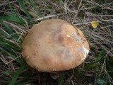 Leccinum versipelle image