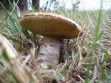 Leccinum versipelle image