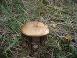 Leccinum versipelle image