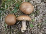 Leccinum versipelle image