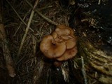 Lentinellus cochleatus image