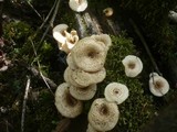 Lentinus tigrinus image