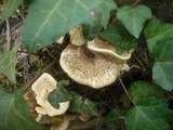 Lentinus tigrinus image