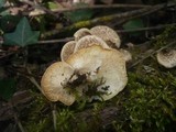 Lentinus tigrinus image