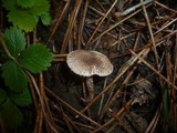 Lepiota echinella var. echinella image