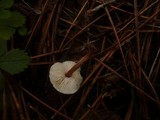 Lepiota echinella var. echinella image