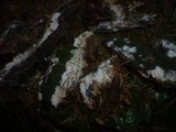Fibulomyces mutabilis image