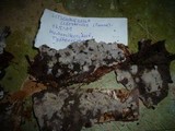Litschauerella clematidis image