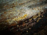 Porostereum spadiceum image