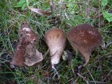 Lycoperdon umbrinum image