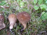 Lycoperdon umbrinum image