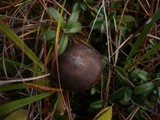 Lyophyllum deliberatum image