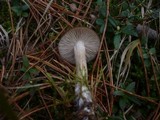 Lyophyllum deliberatum image