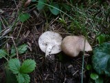 Lyophyllum paelochroum image