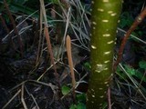 Macrotyphula fistulosa var. fistulosa image