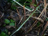 Macrotyphula fistulosa var. fistulosa image