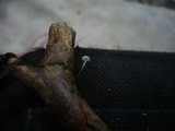 Marasmiellus vaillantii image