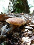 Suillus caerulescens image