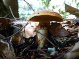 Suillus caerulescens image