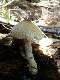 Lepiota spheniscispora image