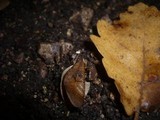Marasmius buxi image